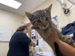 Shelter Stray Male Cat last seen ALTURAS RD, 5821 Sweetwater Rd, Bonita, CA 91902, USA