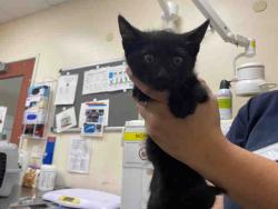 Shelter Stray Male Cat last seen ALTURAS RD, 5821 Sweetwater Rd, Bonita, CA 91902, USA