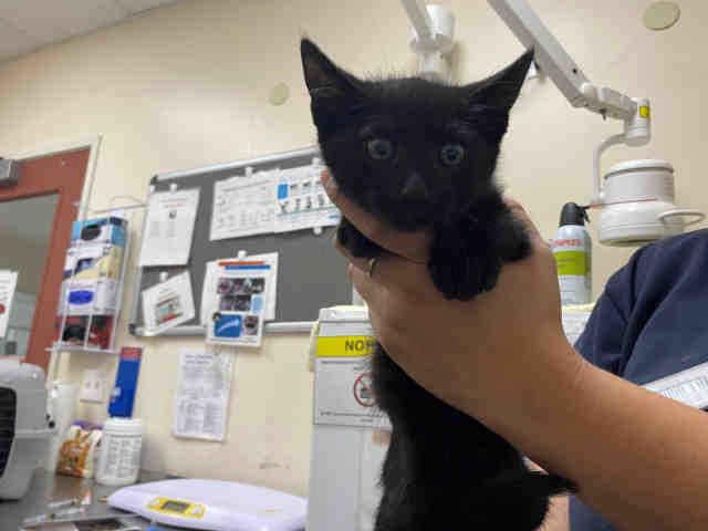 Shelter Stray Male Cat last seen ALTURAS RD, 5821 Sweetwater Rd, Bonita, CA 91902, USA