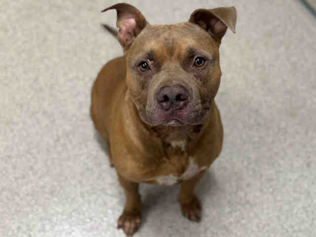 Shelter Stray Male Dog last seen HEARTLAND RANCH, 5821 Sweetwater Rd, Bonita, CA 91902, USA