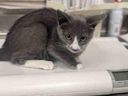 Shelter Stray Female Cat last seen , 5821 Sweetwater Rd, Bonita, CA 91902, USA