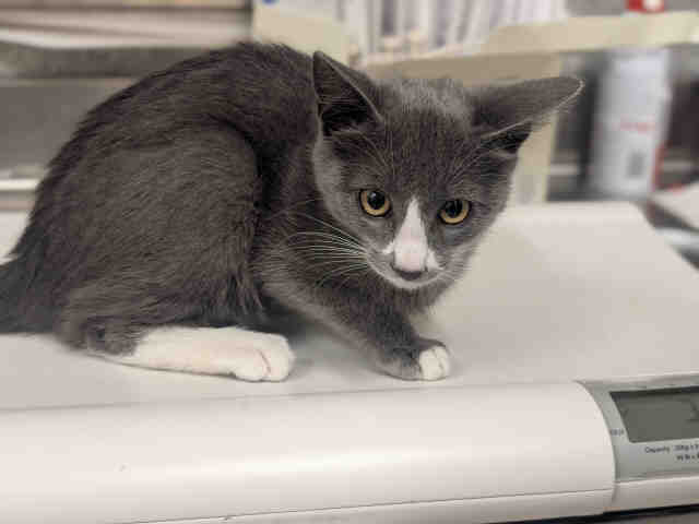 Shelter Stray Female Cat last seen , 5821 Sweetwater Rd, Bonita, CA 91902, USA