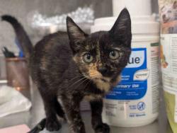 Shelter Stray Female Cat last seen , 5821 Sweetwater Rd, Bonita, CA 91902, USA