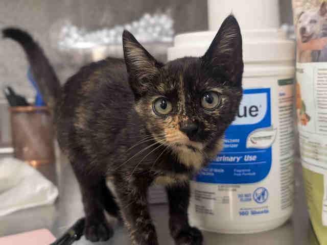Shelter Stray Female Cat last seen , 5821 Sweetwater Rd, Bonita, CA 91902, USA