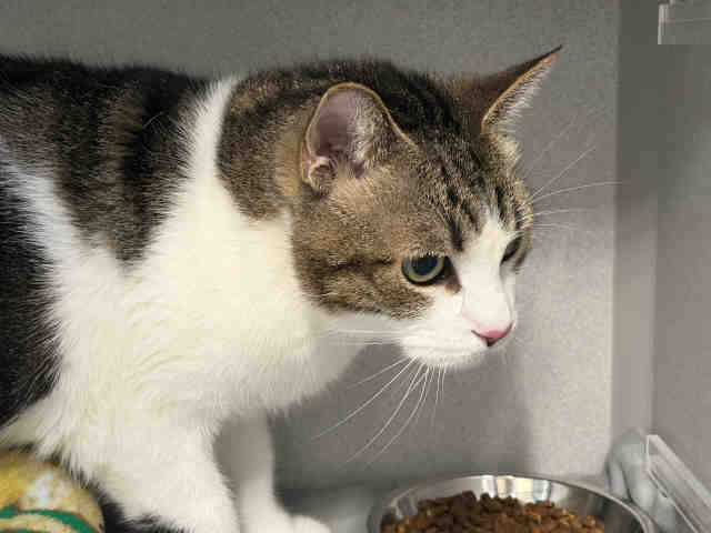 Shelter Stray Female Cat last seen , 5821 Sweetwater Rd, Bonita, CA 91902, USA