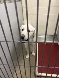 Shelter Stray Male Dog last seen Near BLOCK W 6200 S, TAYLORSVILLE UT 84129, 4522 W 3500 S, West Valley City, UT 84120, USA