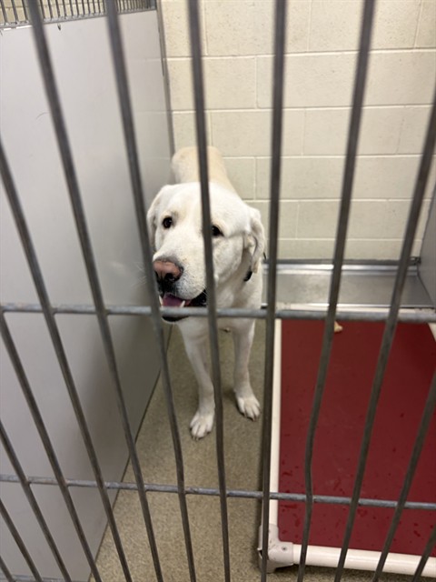 Shelter Stray Male Dog last seen Near BLOCK W 6200 S, TAYLORSVILLE UT 84129, 4522 W 3500 S, West Valley City, UT 84120, USA