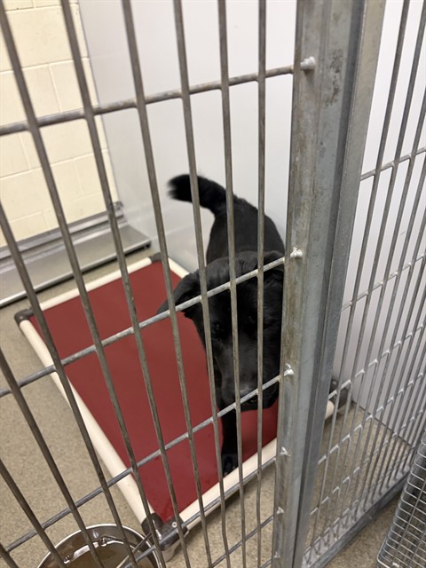 Shelter Stray Male Dog last seen Near BLOCK W 6200 S, TAYLORSVILLE UT 84129, 4522 W 3500 S, West Valley City, UT 84120, USA
