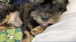 Lost Female Dog last seen Inside the Villa park trailers, Long Beach, CA 90805