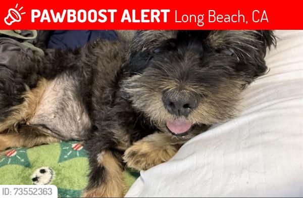 Lost Female Dog last seen Inside the Villa park trailers, Long Beach, CA 90805
