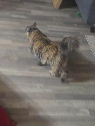 Reunited Female Cat last seen 119th st olathe ks, near the arlo apmt, Olathe, KS 66062
