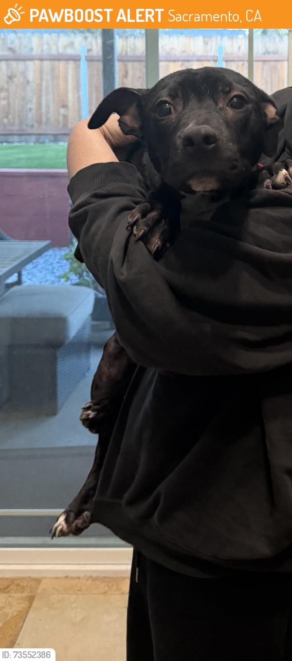 Found/Stray Male Dog last seen Hemlock and Marmith Ave, Sacramento, CA 95841