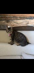Lost Male Cat last seen Rome and N Jones, Las Vegas, NV 89131