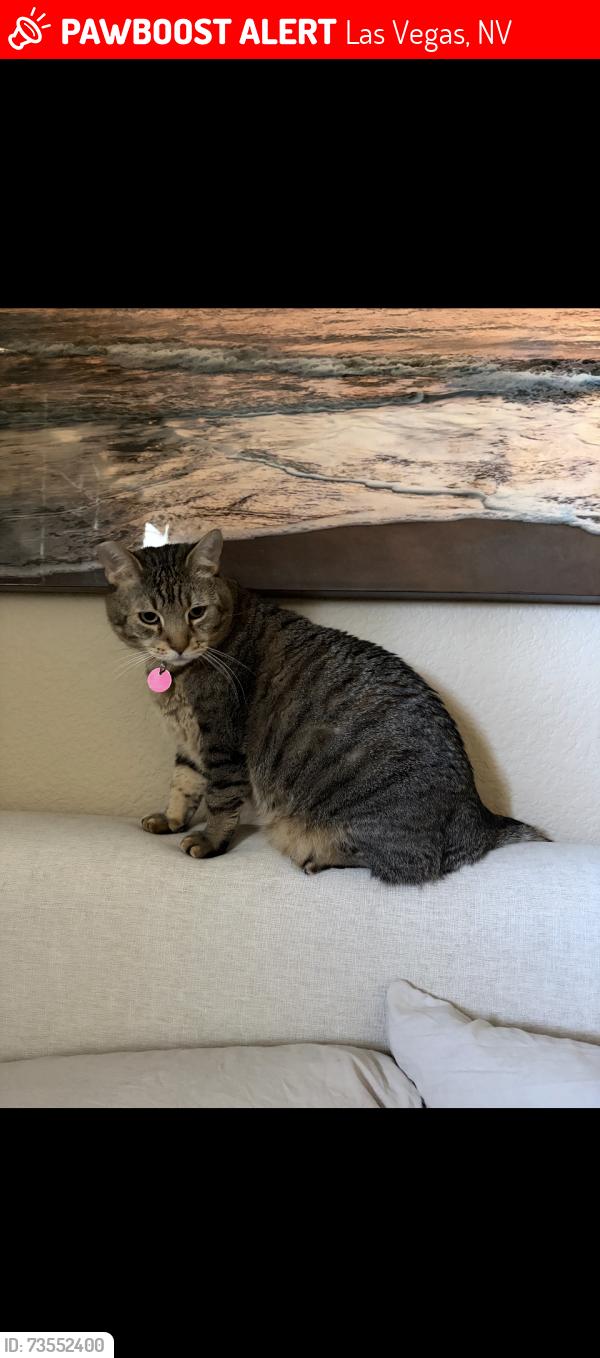Lost Male Cat last seen Rome and N Jones, Las Vegas, NV 89131