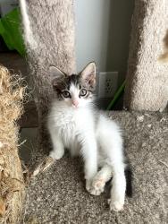 Reunited Female Cat last seen In Crawford Oaks Division on Timber Hills Way, Oakwood, GA 30566