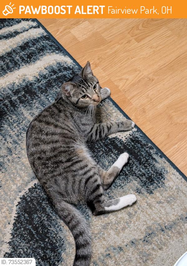 Found/Stray Unknown Cat last seen Lorain & West 210th, Fairview Park, OH 44126