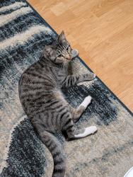 Found/Stray Unknown Cat last seen Lorain & West 210th, Fairview Park, OH 44126