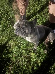 Found/Stray Female Dog last seen Lake Stevens elementary, Opa-locka, FL 33055