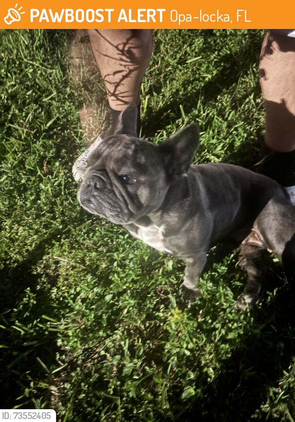 Found/Stray Female Dog last seen Lake Stevens elementary, Opa-locka, FL 33055