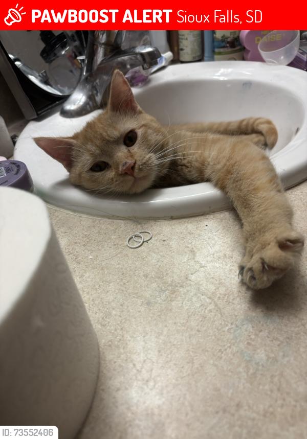Lost Male Cat last seen Majestic view and blaine, Sioux Falls, SD 57103