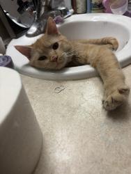 Lost Male Cat last seen Majestic view and blaine, Sioux Falls, SD 57103