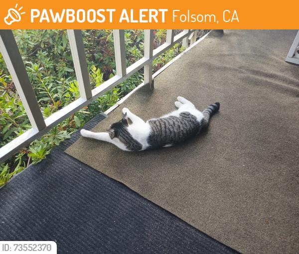 Found/Stray Unknown Cat last seen Nugget Dr Pinebrook Village Folsom, Folsom, CA 95630