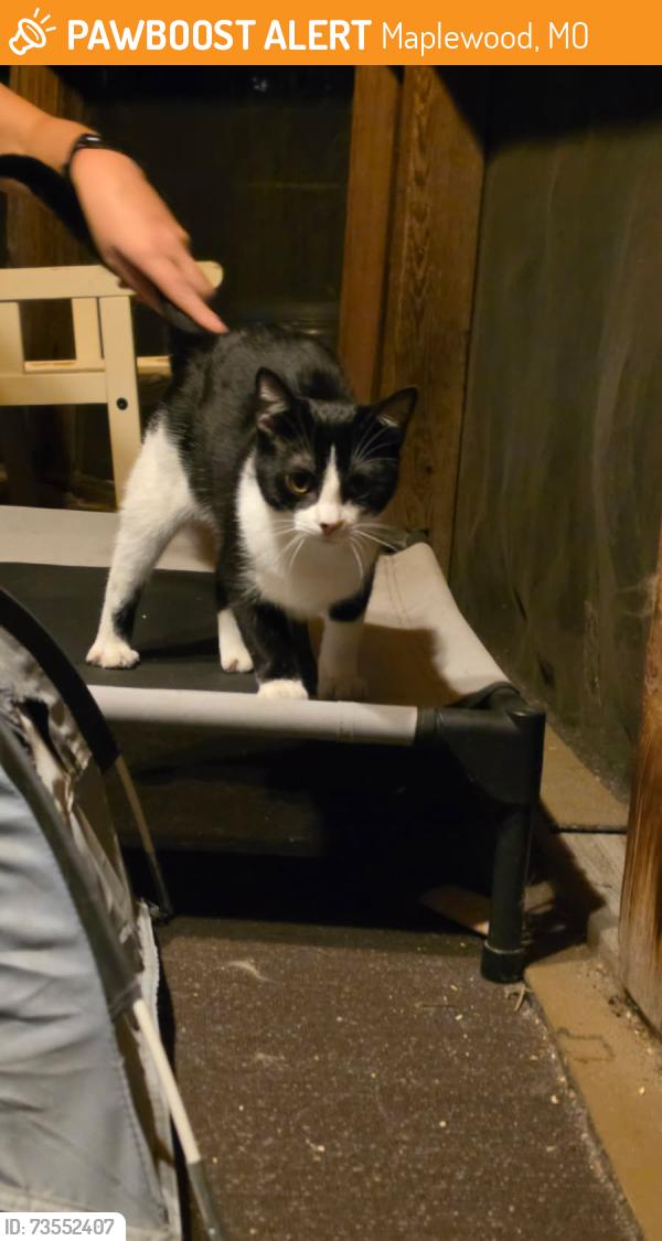 Found/Stray Male Cat last seen Zephyr and Bellevue, Maplewood, MO 63143