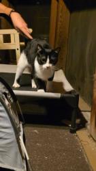 Found/Stray Male Cat last seen Zephyr and Bellevue, Maplewood, MO 63143