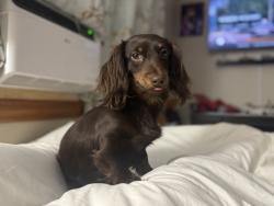 Lost Female Dog last seen 158-33 73rd Ave, Queens, NY 11366