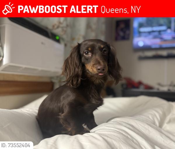 Lost Female Dog last seen 158-33 73rd Ave, Queens, NY 11366