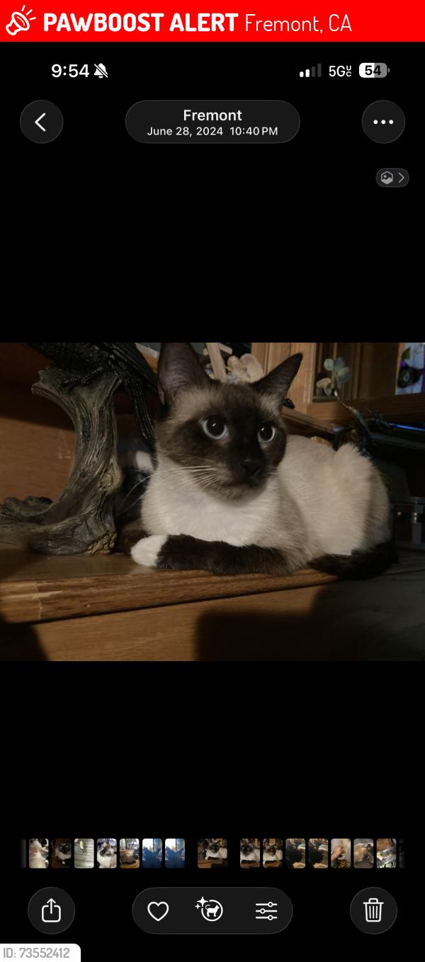 Lost Female Cat last seen Cabrillo, Fremont, CA 94536