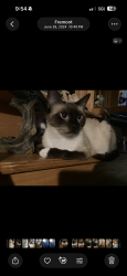 Lost Female Cat last seen Cabrillo, Fremont, CA 94536
