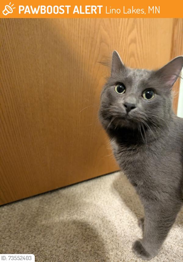 Found/Stray Male Cat last seen Chominex Golf Course, Lino Lakes, MN 55014
