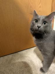 Found/Stray Male Cat last seen Chominex Golf Course, Lino Lakes, MN 55014
