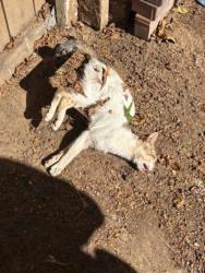 Shelter Stray Unknown Cat last seen N pleasant Ave & W Alhambra Ave, Fresno Zone Fresno CO 2 93728, CA, 1510 W Dan Ronquillo Dr, Fresno, CA 93706, USA