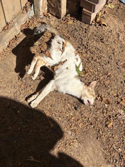 Shelter Stray Unknown Cat last seen N pleasant Ave & W Alhambra Ave, Fresno Zone Fresno CO 2 93728, CA, 1510 W Dan Ronquillo Dr, Fresno, CA 93706, USA
