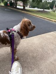 Lost Female Dog last seen Diley Road, Pickerington, OH 43147