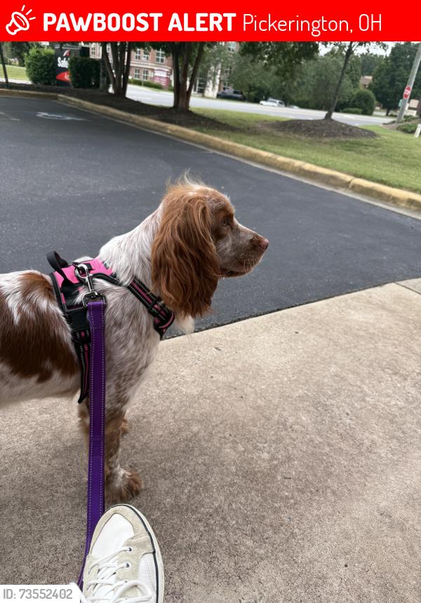 Lost Female Dog last seen Diley Road, Pickerington, OH 43147