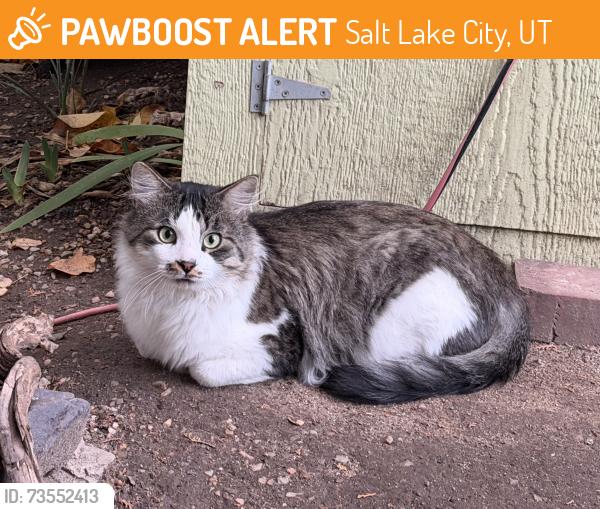 Found/Stray Male Cat last seen Near E Michigan Ave, Salt Lake City, UT 84105