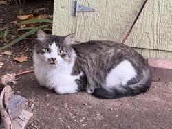 Found/Stray Male Cat last seen Near E Michigan Ave, Salt Lake City, UT 84105