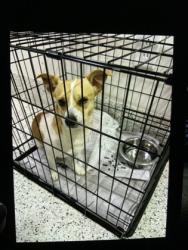Shelter Stray Male Dog last seen Near WISTERIA LN SW, Atlanta, GA, 1251 Fulton Industrial Blvd NW, Atlanta, GA 30336, USA