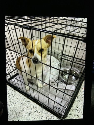 Shelter Stray Male Dog last seen Near WISTERIA LN SW, Atlanta, GA, 1251 Fulton Industrial Blvd NW, Atlanta, GA 30336, USA