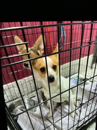 Shelter Stray Female Dog last seen Near WISTERIA LN SW, Atlanta, GA, 1251 Fulton Industrial Blvd NW, Atlanta, GA 30336, USA