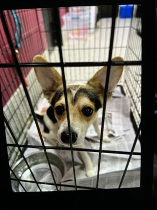 Shelter Stray Male Dog last seen Near WISTERIA LN SW, Atlanta, GA, 1251 Fulton Industrial Blvd NW, Atlanta, GA 30336, USA