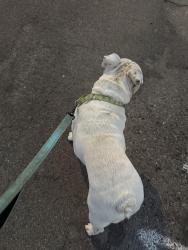 Reunited Female Dog last seen Champlain and Perrin, Fresno, CA 93720