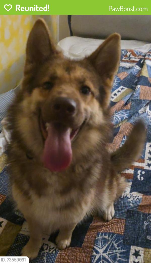 Reunited Female Dog last seen Lyles Ln and Springridge Rd, Hinds County, MS 39154