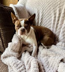Reunited Female Dog last seen Bryant Lake dog park exterior, Eden Prairie, MN 55344
