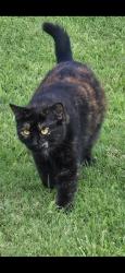 Reunited Female Cat last seen Old Anderson road, Nashville, TN 37013