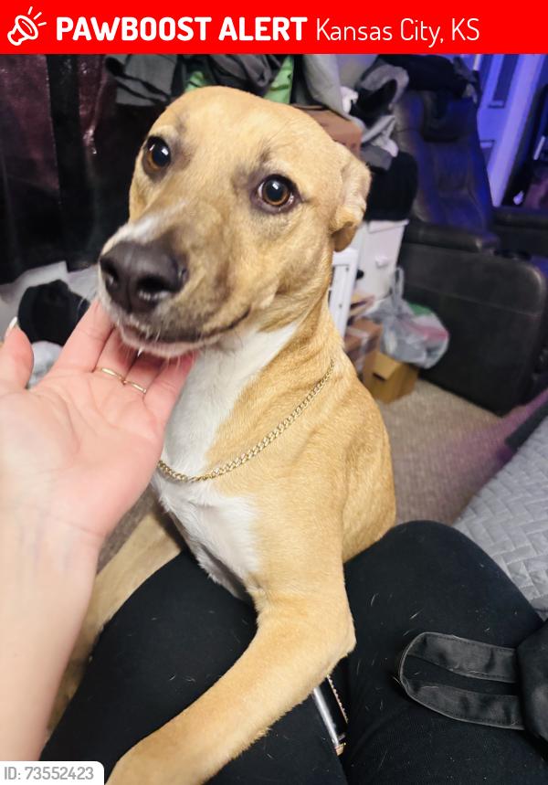 Lost Male Dog last seen 64th and state ave, Kansas City, KS 66102
