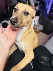 Lost Male Dog last seen 64th and state ave, Kansas City, KS 66102